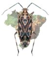 Miridae Brasil