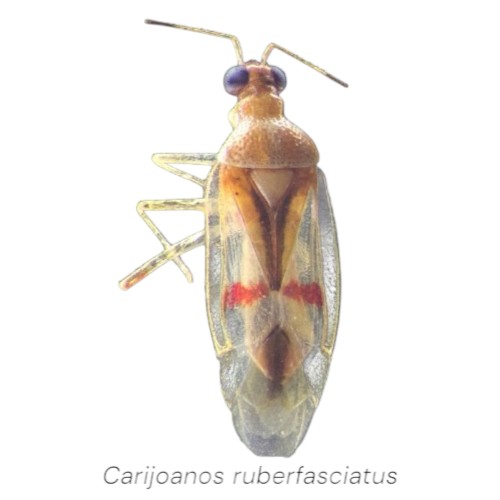 Carijoanos ruberfasciatus CT-Photoroom