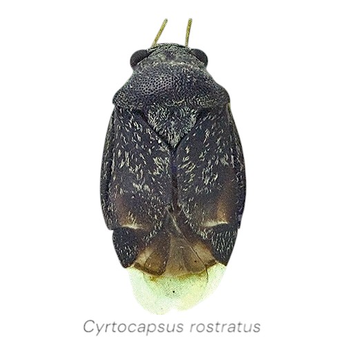 Cyrtocapsus rostratus CT-Photoroom