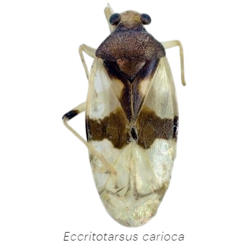 Eccritotarsus carioca CT-Photoroom