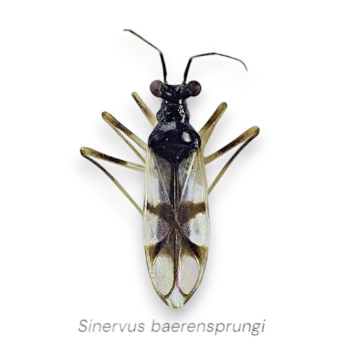 Sinervus baerensprungi com titulo-Photoroom