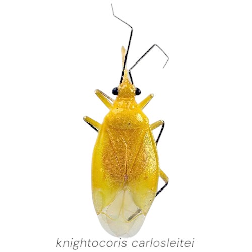 knightocoris carlosleitei CT-Photoroom