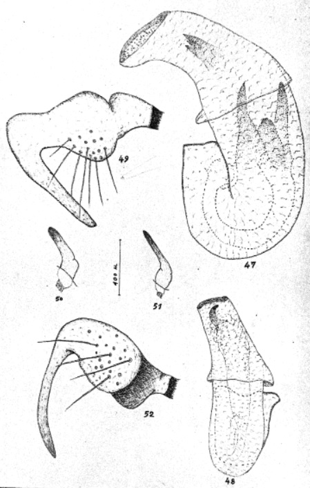 Genitália de Campyloneuropsis cincticornis
