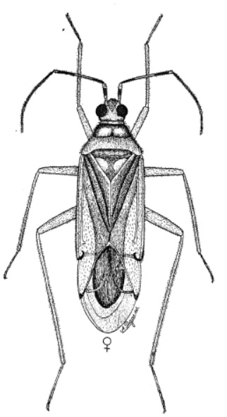 Campyloneuropsis cincticornis