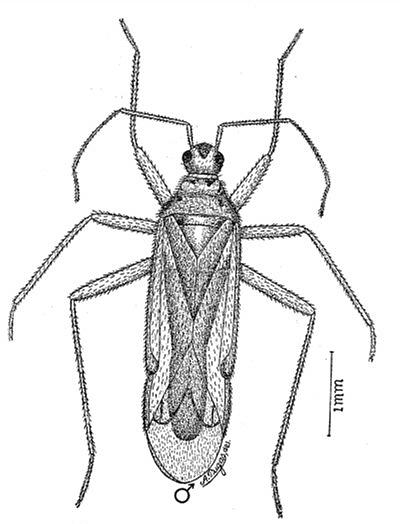 Campyloneuropsis hyalinus