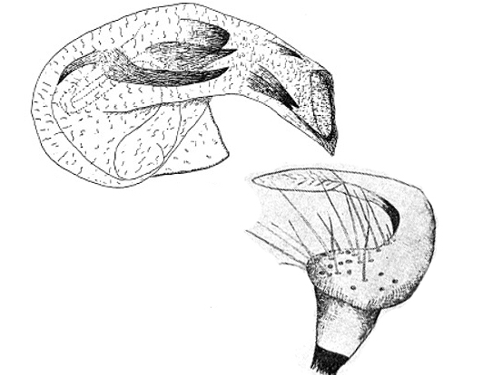 Genitália de Campyloneuropsis hyalinus