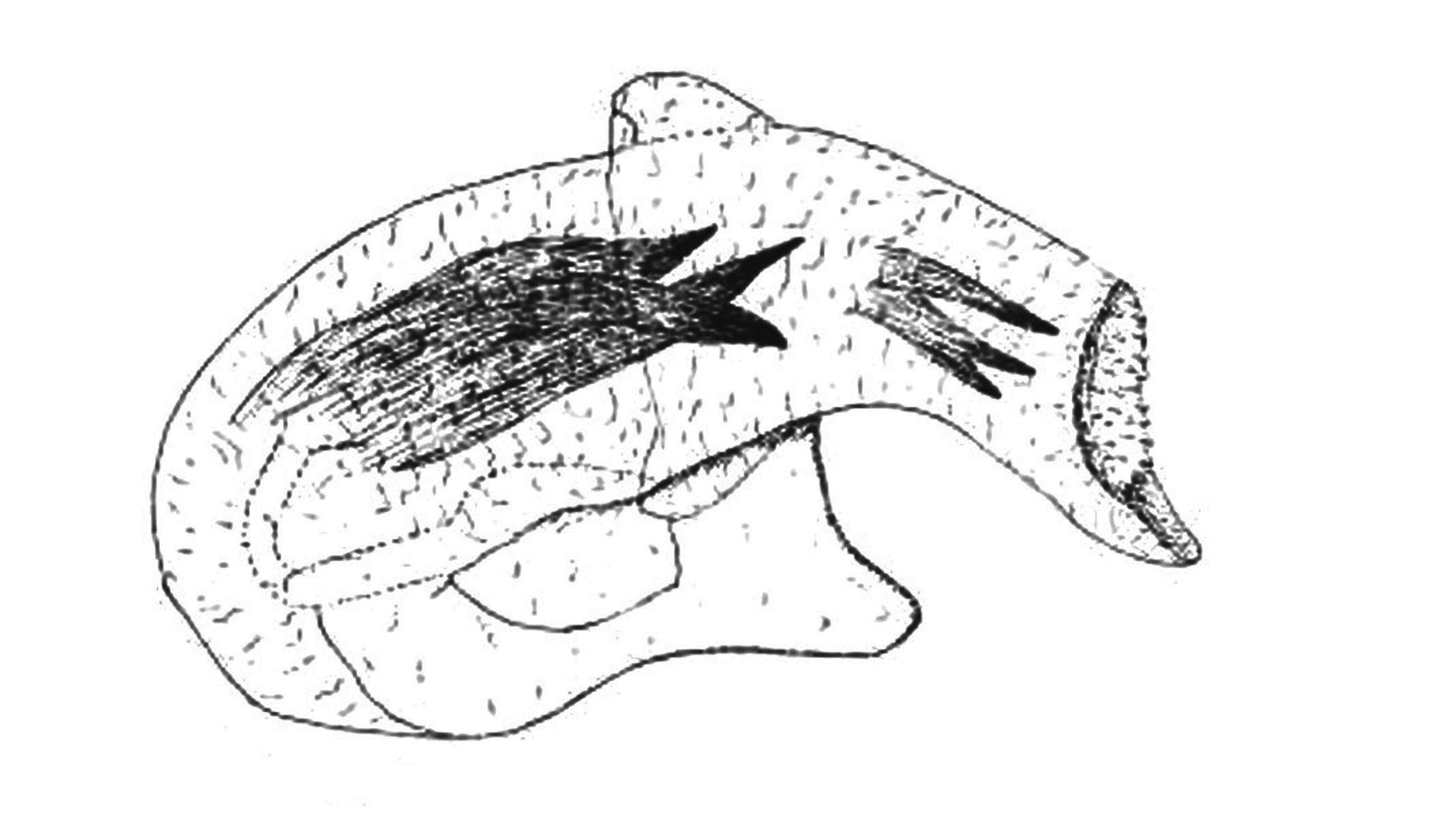 Fig. 2 — endosoma de C. nigroculatus