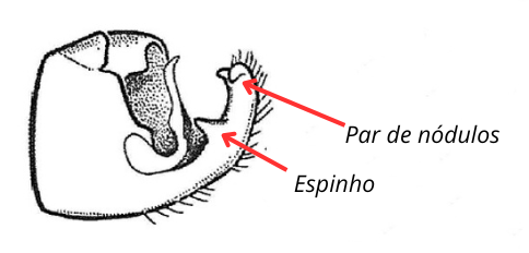 Figura E. itatiaianus