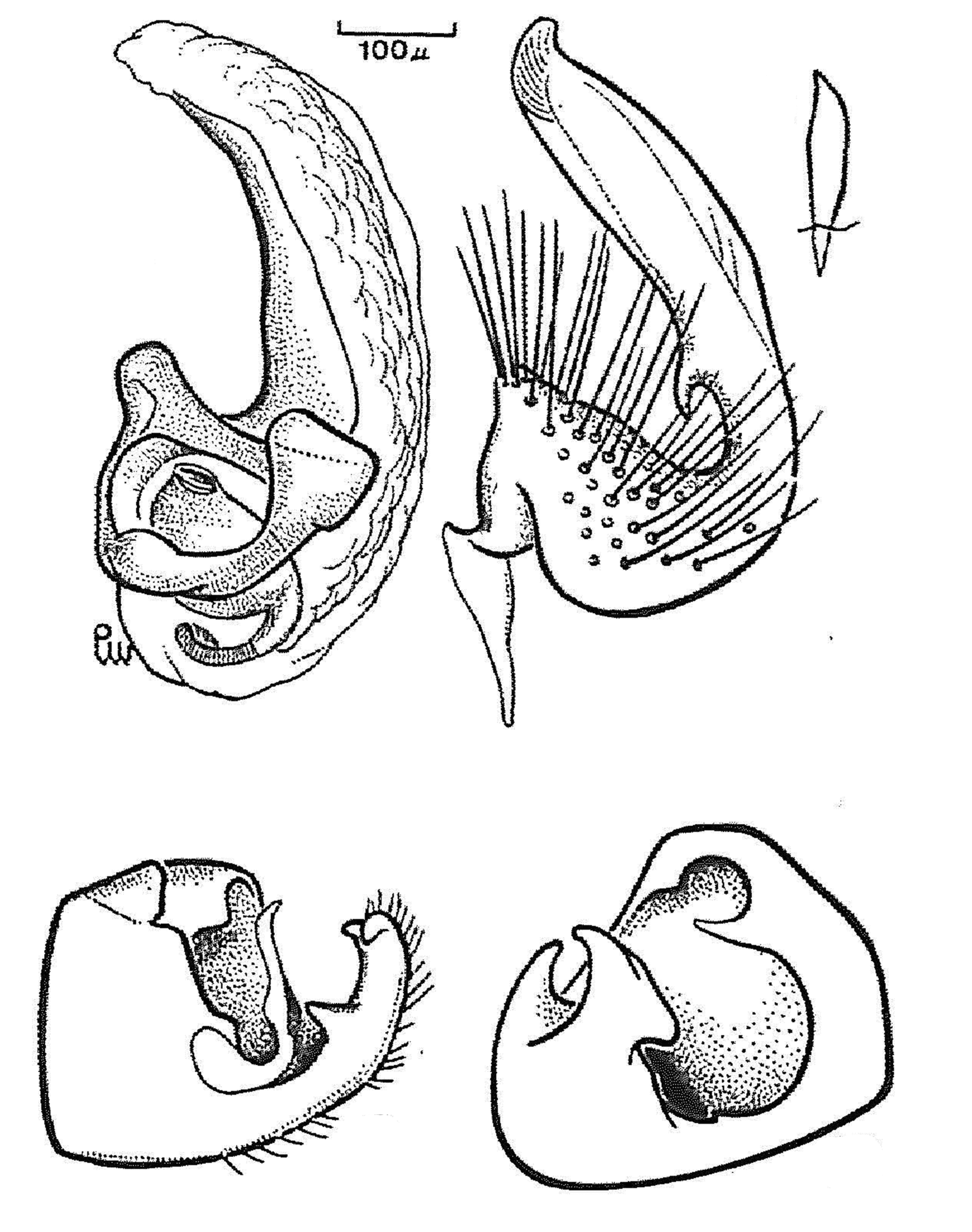 Genitália de Engytatus itatiaianus