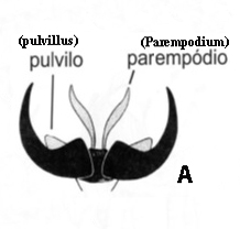 Fig. 166 A