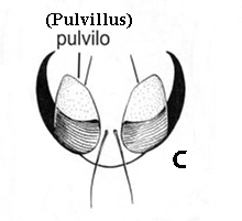 Fig. 2 C