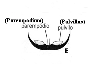 Fig. 166 E