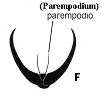 Fig. 166 F
