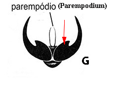 Fig. 166 G