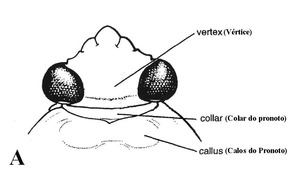 Fig. 164 E