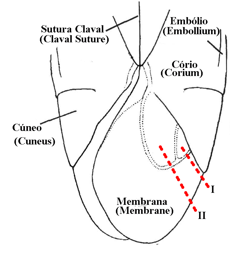 Fig. 164 B