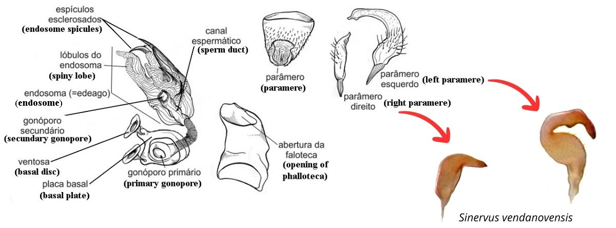 Genitália masculina de Miridae