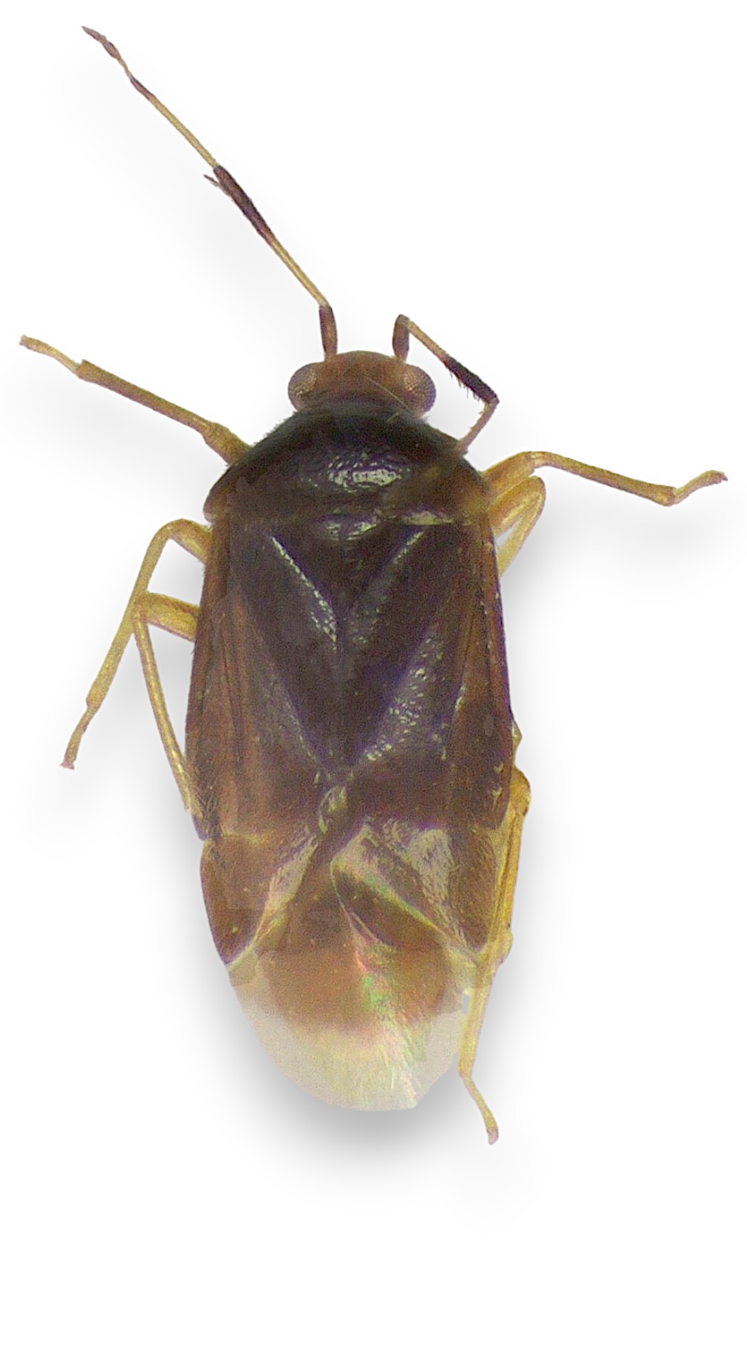 Monalocoris carioca