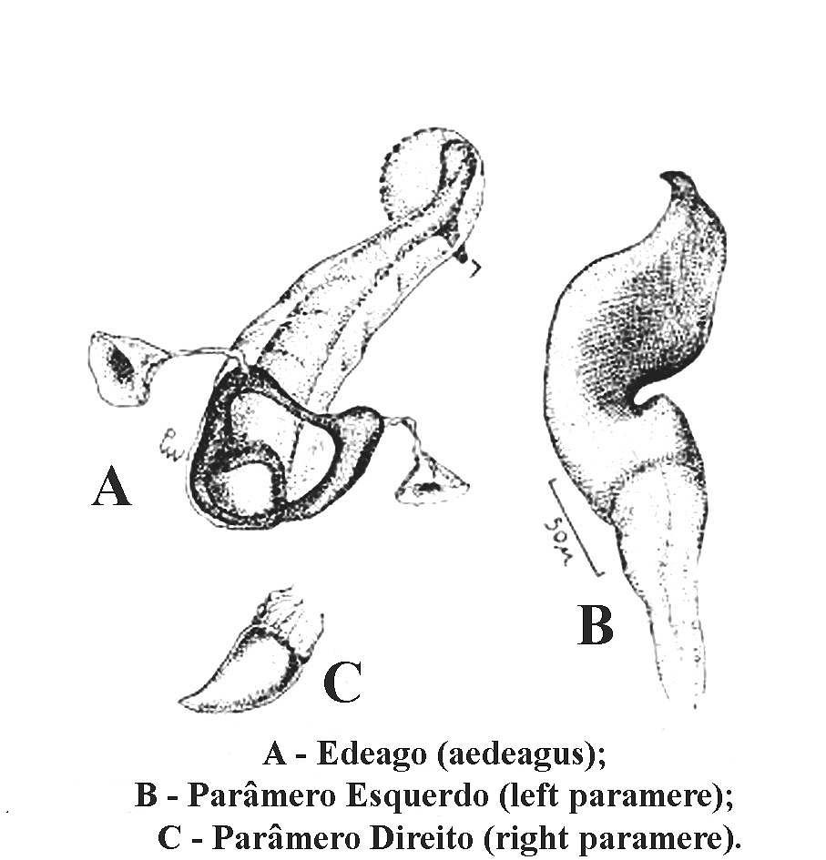 Genitália Monalocoris carioca