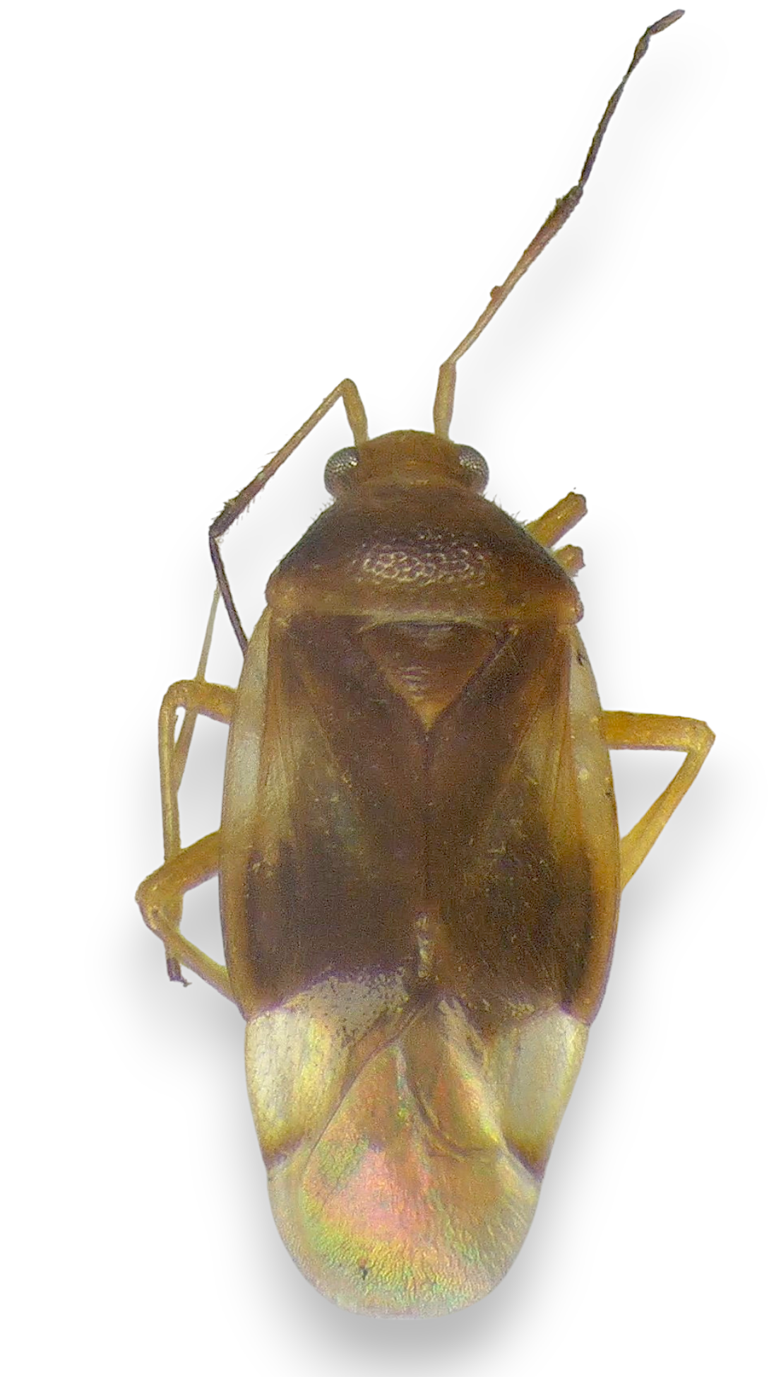 Monalocoris pallidiceps