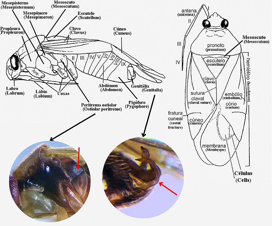 Morfologia de Miridae - Vista Lateral e Dorsal