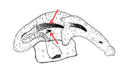 Endosoma de C. infumatus