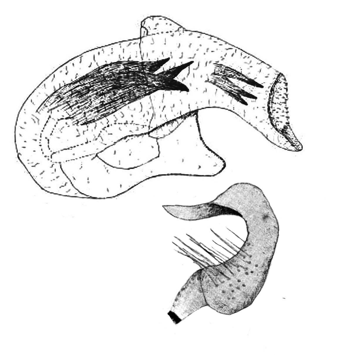 Genitália de Campyloneuropsis nigroculatus