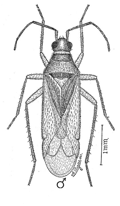 Campyloneuropsis nigroculatus