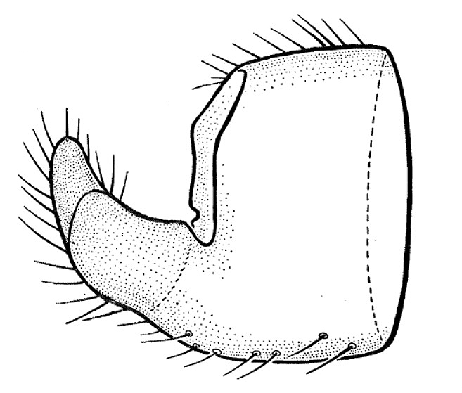 Figura E. aristidesi