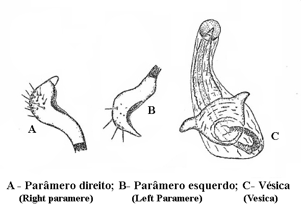 Genitália de Adneella distincta