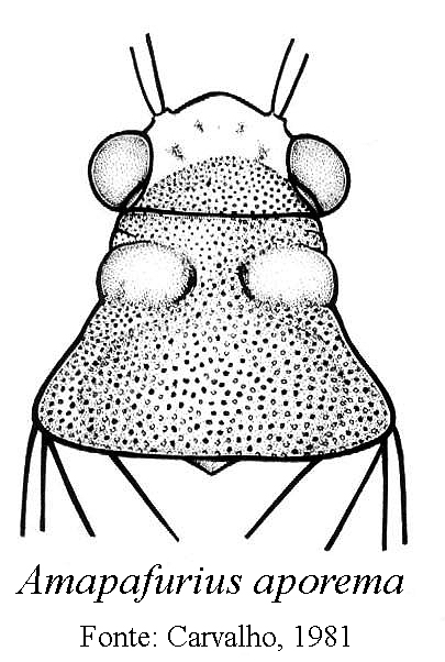 Imagem de Amapafurius aporema