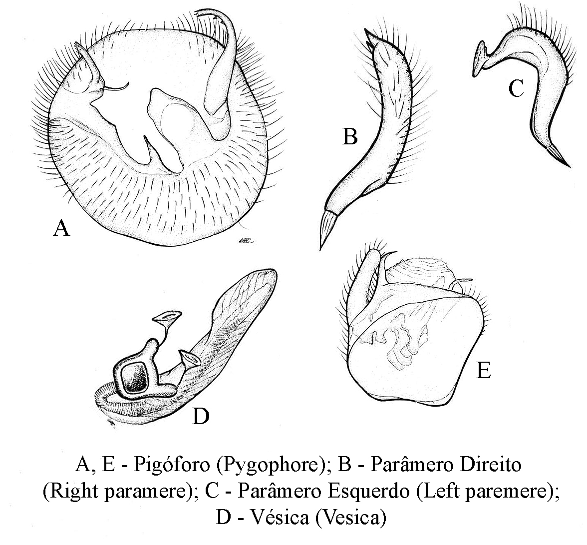Genitália de Amapafurius aporema