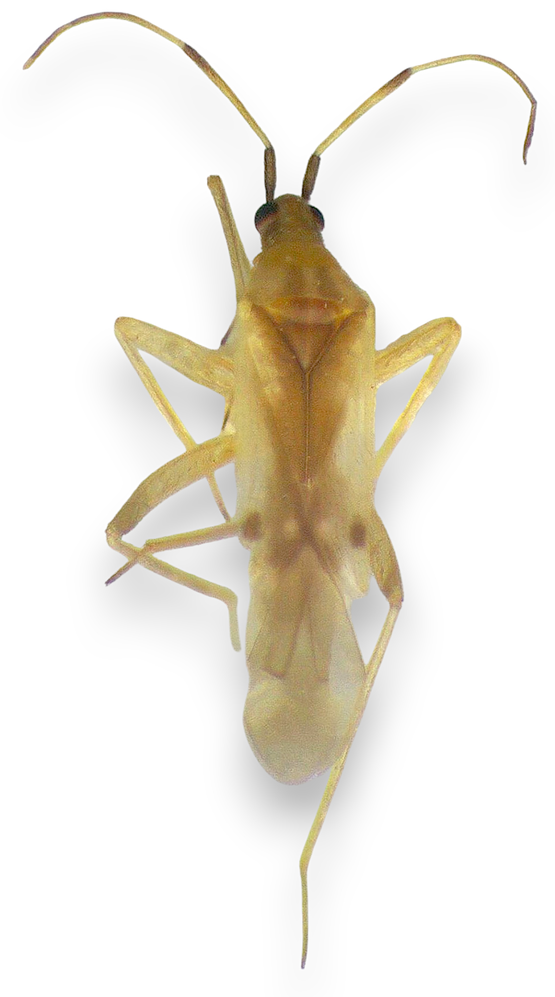 Imagem de Macrolophus aragarsanus