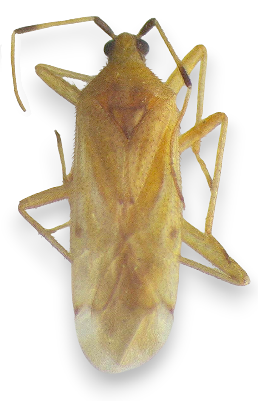 Imagem de Macrolophus basicornis