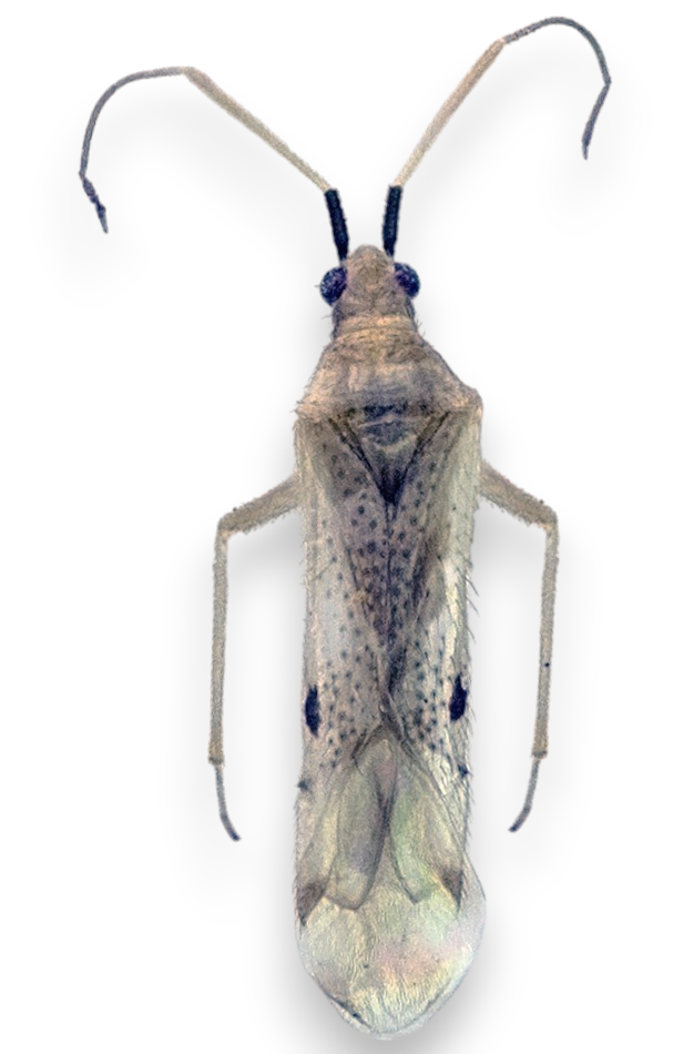 Imagem de Macrolophus praeclarus