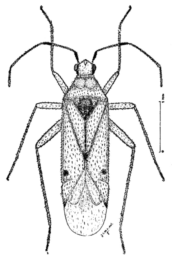 Imagem de Macrolophus cuibanus