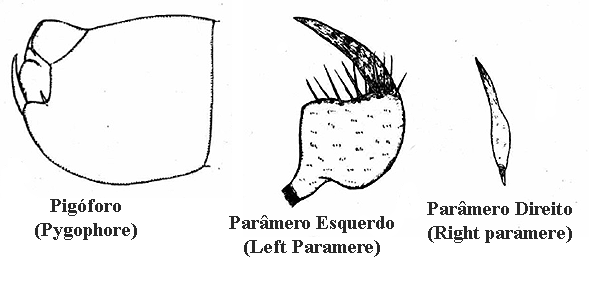 Genitália de Tupiocoris notatus