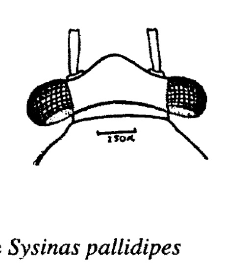 Fig. 13