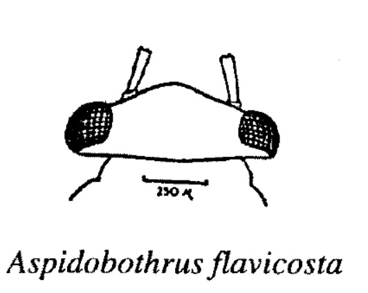 Fig. 14