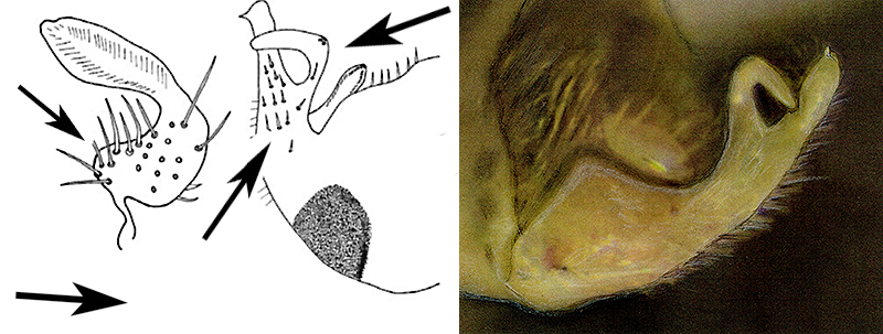 Genitália de Engytatus modestus