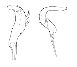 Genitália de Aspidobothrys basalis