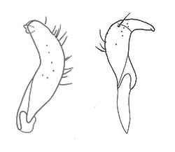 Genitália de Aspidobothrys dimidiatus