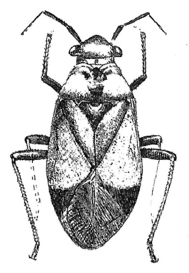 Imagem de Aspidobothrys ruficeps