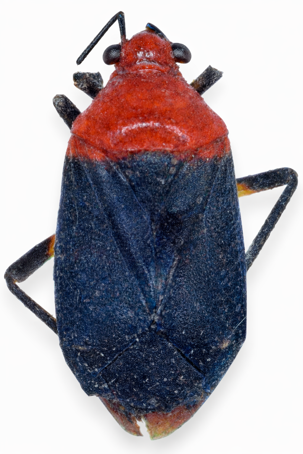 Imagem de Aspidobothrys basalis