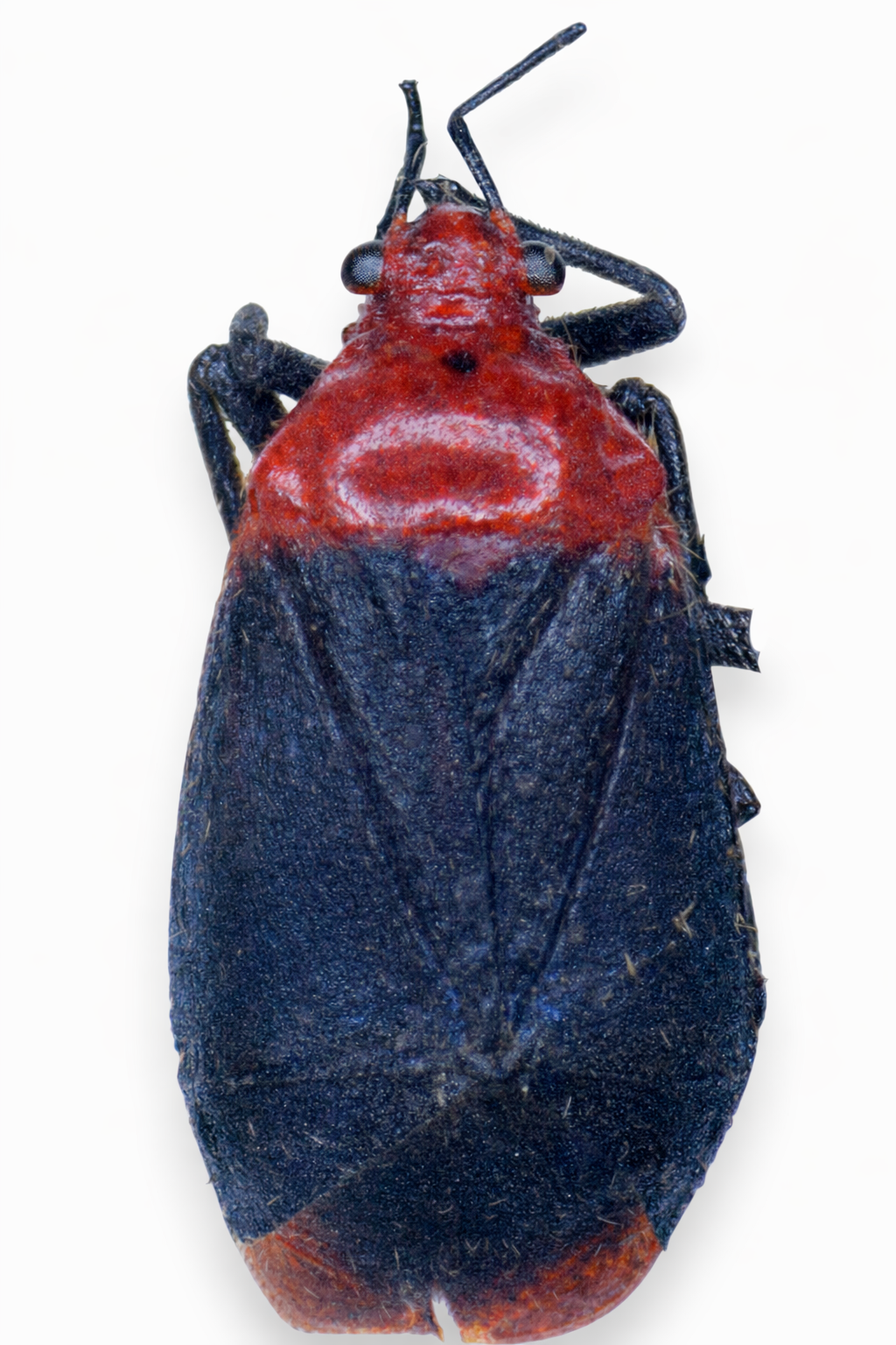 Imagem de Aspidobothrys designatus