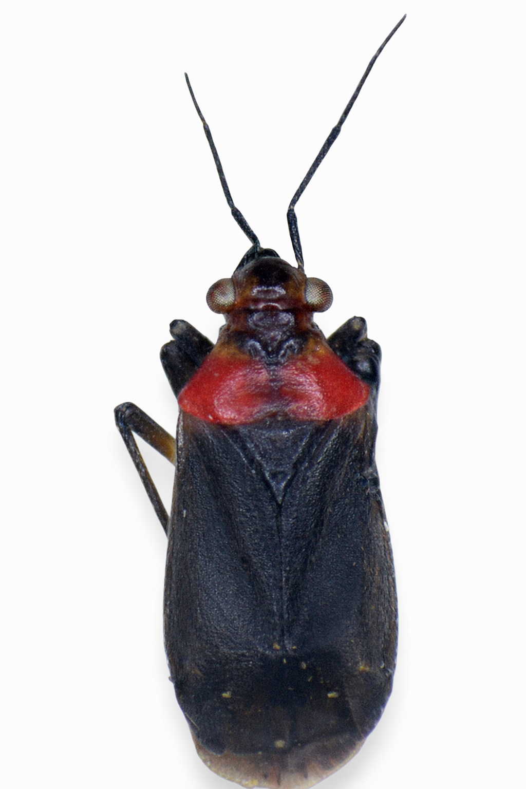 Imagem de Aspidobothrys dimidiatus