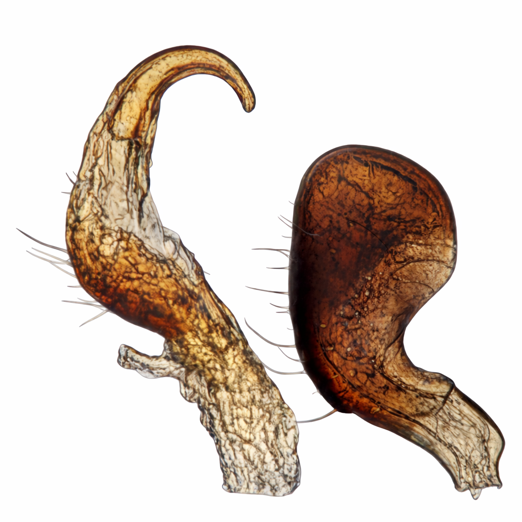 Genitália de Cyrtocapsus spatulatus