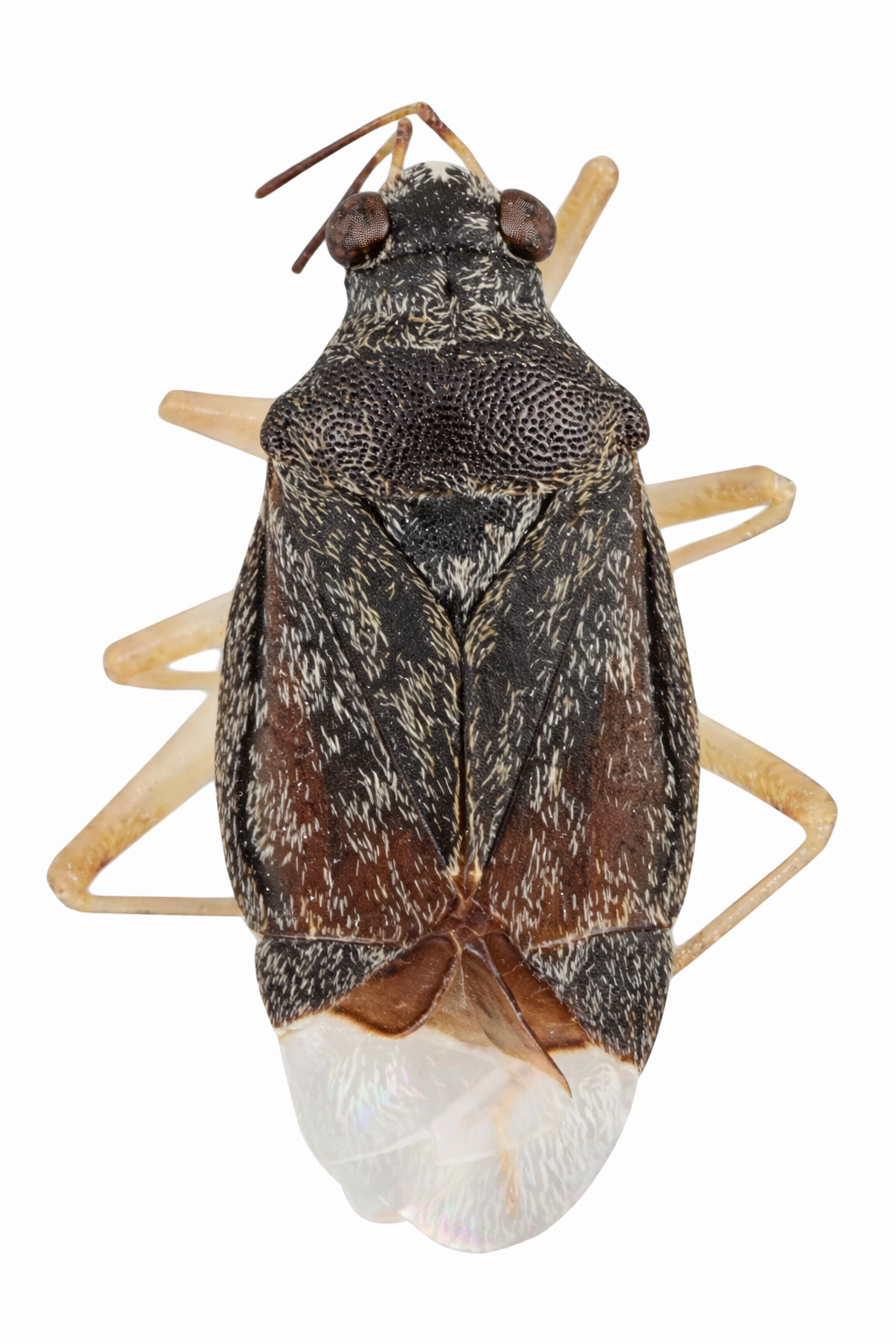 Imagem de Cyrtocapsus spatulatus