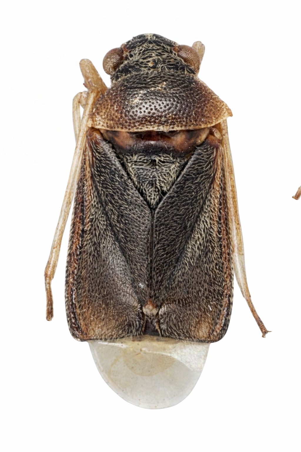 Imagem de Cyrtocapsus discalis