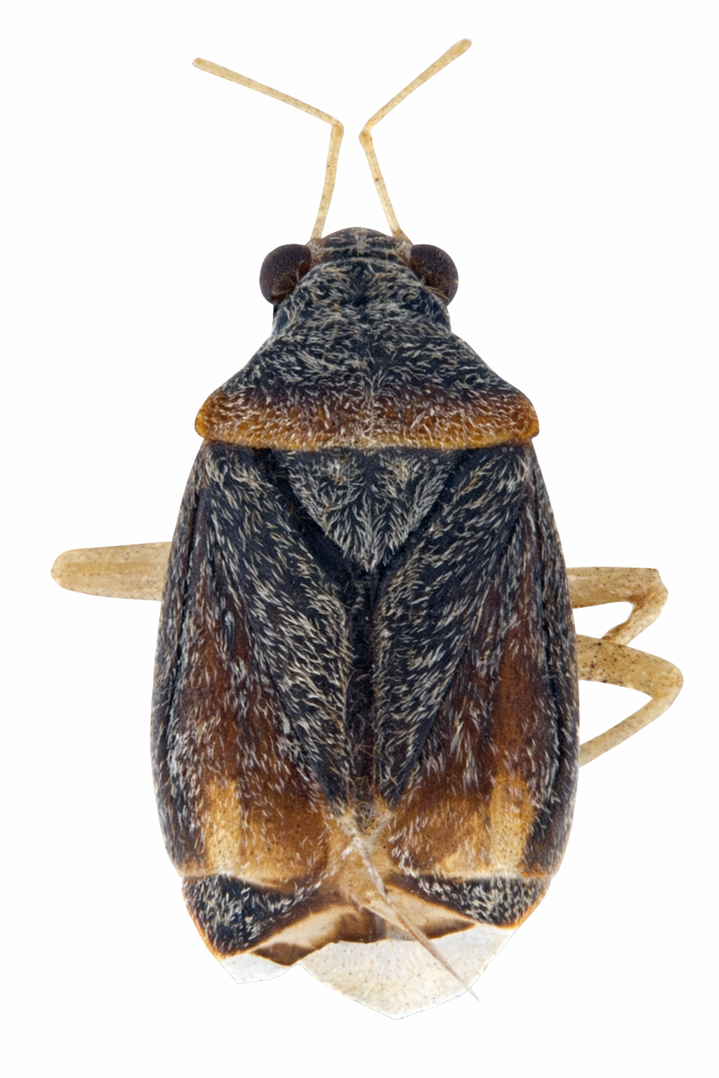 Imagem de Cyrtocapsus rostratus